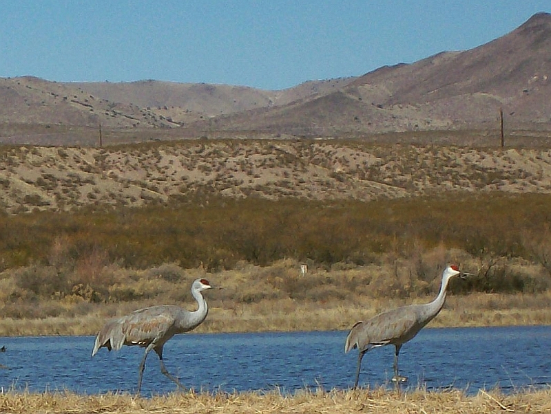 Sandhill Cranes beside the road