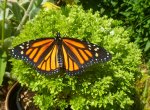 Monarch butterfly