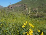 Saguaro Cactus in Arizona