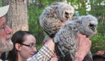 Young Barred Owls on BNS outing                               