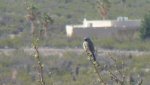 Black-throated Sparrow, NM