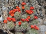 Flowering cactus