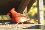 Cardinal in N.S.                               