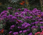  Monarch butterflies on Asters                              