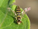 Hoverfly 