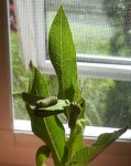 Monarch caterpillars