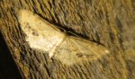 A geometer type moth                               
