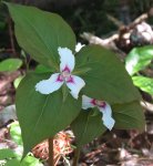Painted Trillium, NS                               