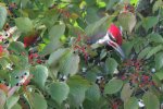 Pileated Woodpecker in a Dogwood bush 