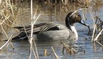Pintail Duck at Bosque del Apache                               