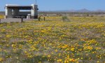 Lots of flowers NM