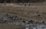 Sandhill Cranes, Bosque del Apache                               