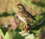 Savannah Sparrow, NS                               