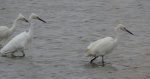 Snowy Egret, Oklahoma                               