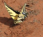 Swallowtail butterfly, AZ