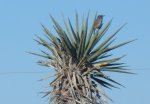 Cactus Wren, NM