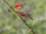 Vermillian Flycatcher, NM                               
