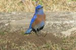 Westen Bluebird                
