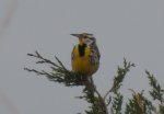 Western Meadowlark                               