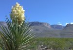 Yucca Flower, NM