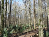     A Wildlife Refuge in Louisiana                           