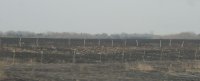 Blackened Fields of Eastern Kansas           