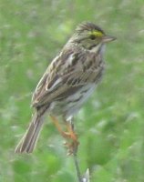                                Savannah sparrow resident in our field of milkweed in the summer
