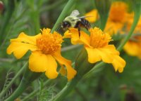 We encourage wild bees and over the years we see more and more of them. It is very encouraging.