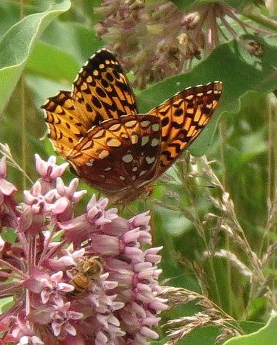 Great spangled Fritillary